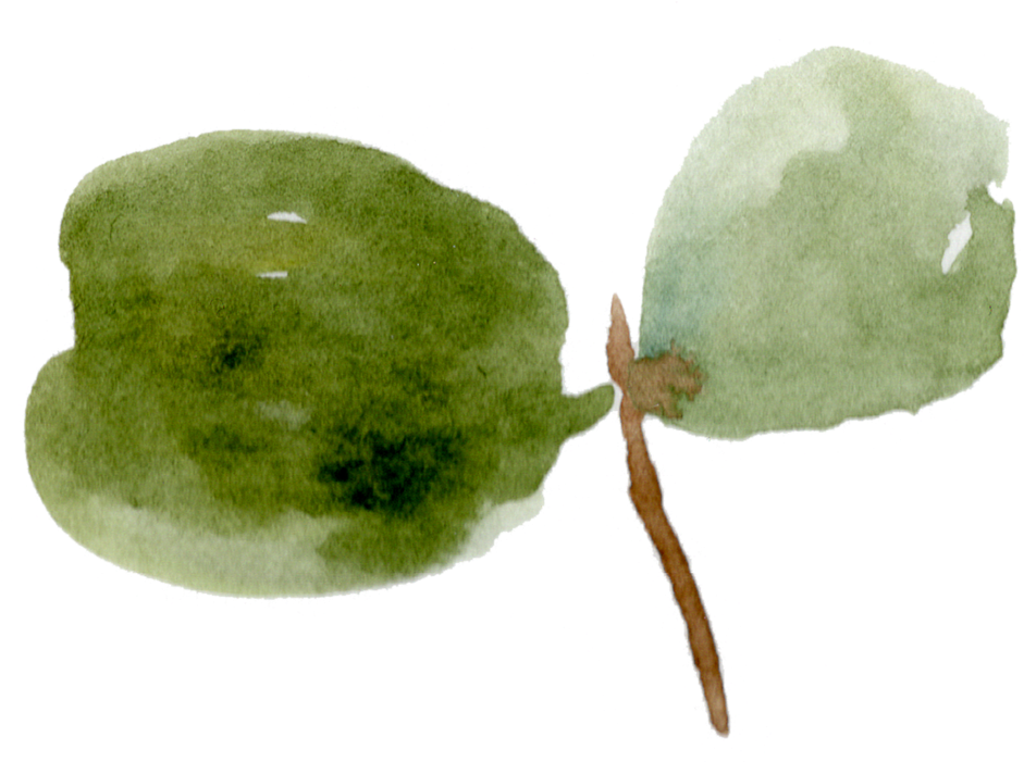 18 Eucalyptus Leaves (1000x700), Png Download