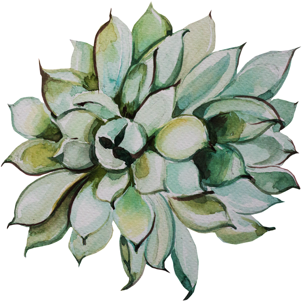 This Graphics Is Fresh Hand-painted Succulents Transparent - Portable Network Graphics (1024x1059), Png Download