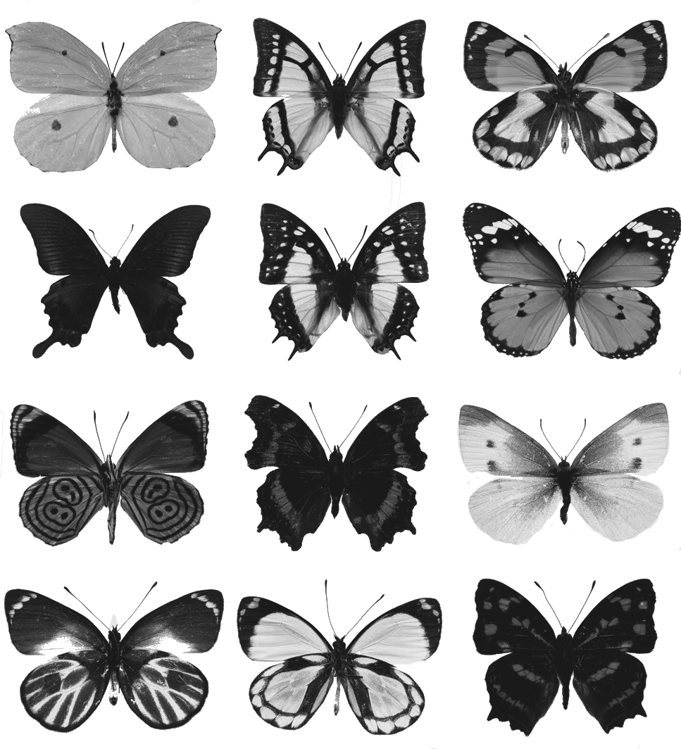 Collection Of Free Butterfly Drawing Death Download - Common Nawab Butterfly Paperweight (967x1064), Png Download
