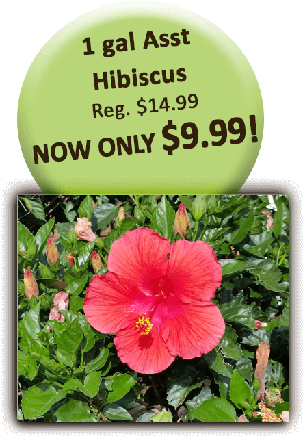 1 Gal Asst Hibiscus - Bizhub 184 (504x720), Png Download
