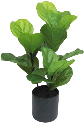 Artificial Fiddle Leaf Fig Plant In Black Pot Large - Small Artificial Fiddle Leaf Fig (313x450), Png Download