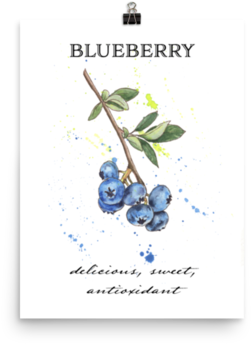 Juniper Berry (500x500), Png Download