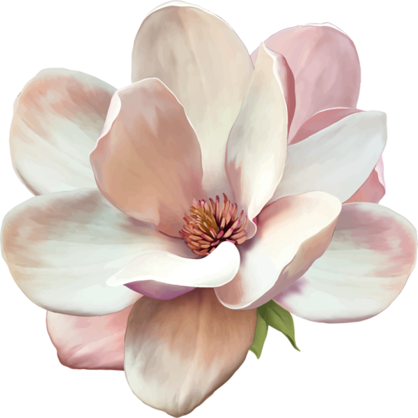 Magnolia Tattoo - Magnolia Flower Transparent Background (600x599), Png Download