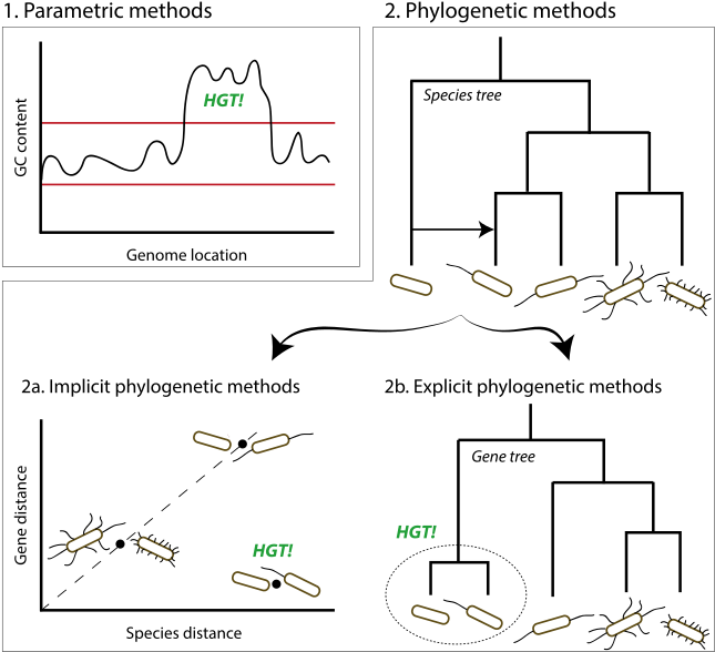 Inferring Horizontal Gene Transfer Conceptual Overview - Statistics (662x600), Png Download