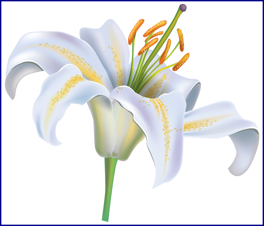 Lily Clipart Floral - White Lily Clip Art (908x777), Png Download