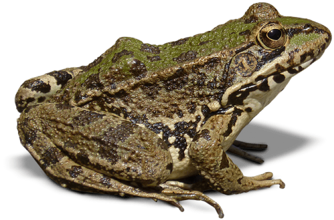 Free Png Frog Png Images Transparent - Frog With No Background (850x638), Png Download