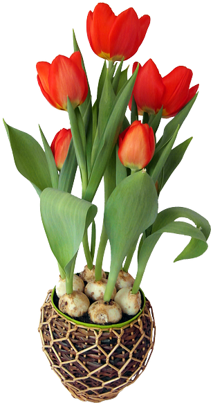 Tulip, Red, Spring, Flower, Strauss, Onions, Holland - Png Flower With Pot (480x640), Png Download