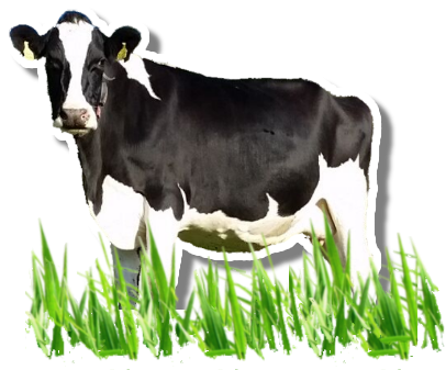 Dairy Cow Png Image Background - Portable Network Graphics (411x344), Png Download