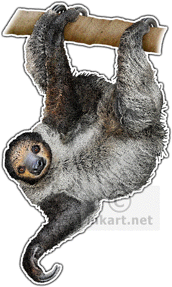 Linnaeus's Two-toed Sloth Art Decal - Two Toed Sloth Transparent (353x590), Png Download
