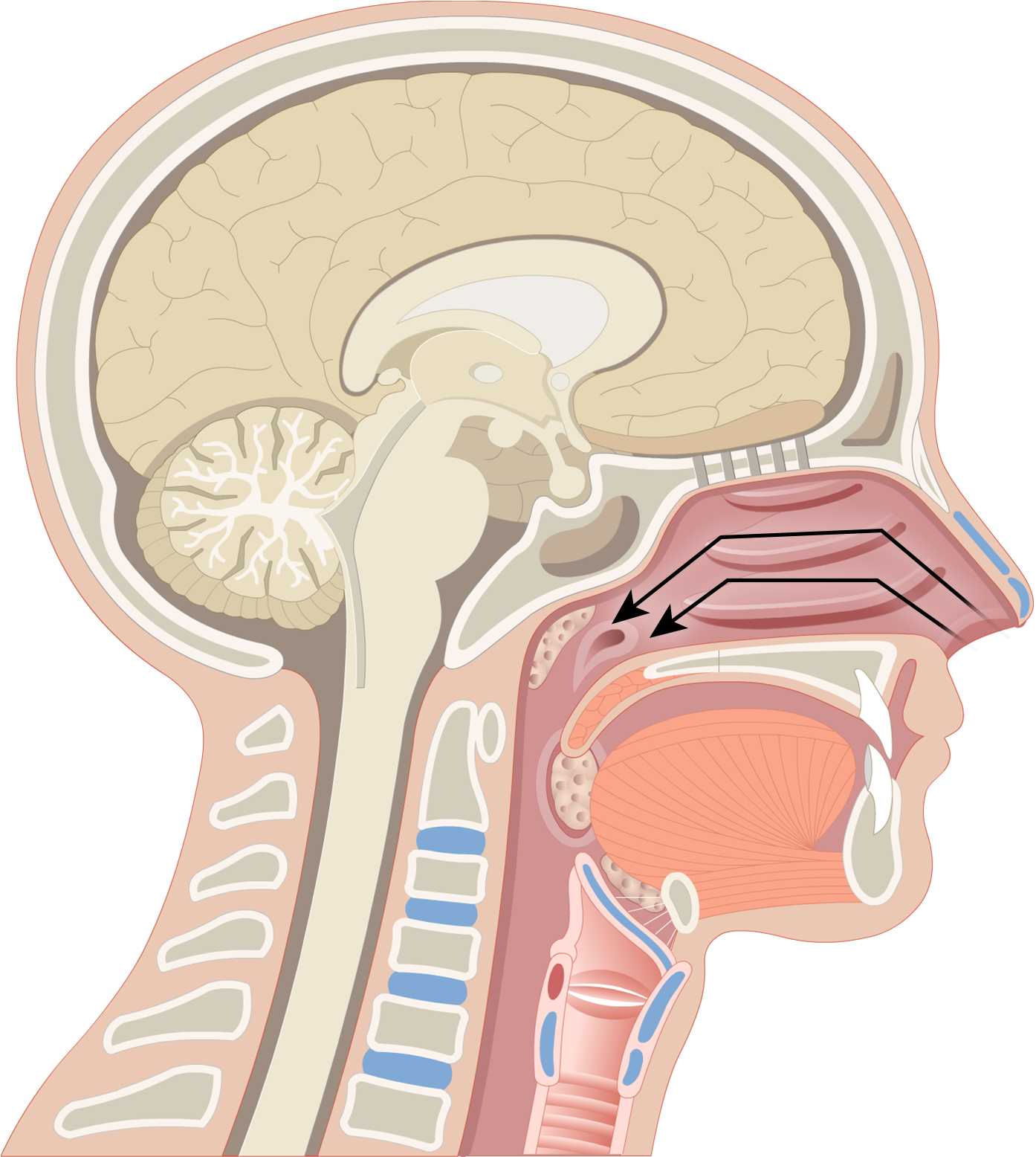 Turbinate Bones - Pharynx Anatomy (2591x1851), Png Download