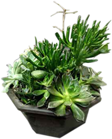 A Garden Of Succulent Plants - Garden (600x600), Png Download