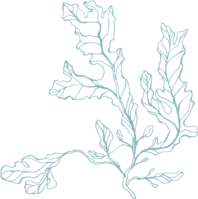 Green Algae Drawing At Getdrawings - Art (780x780), Png Download