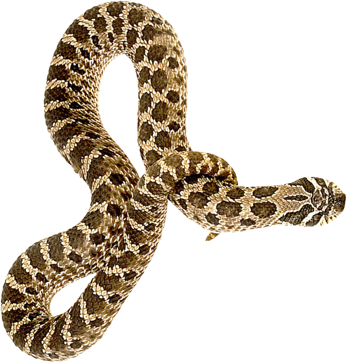 Transparent Snake Download - Snake Png (900x889), Png Download