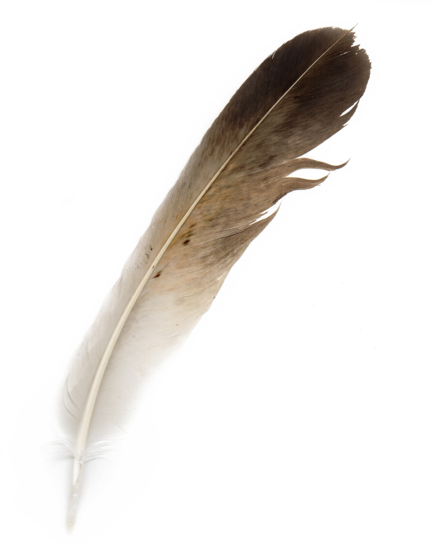 Bird Feather Png Download Image - Hornbill Feather (1485x1920), Png Download