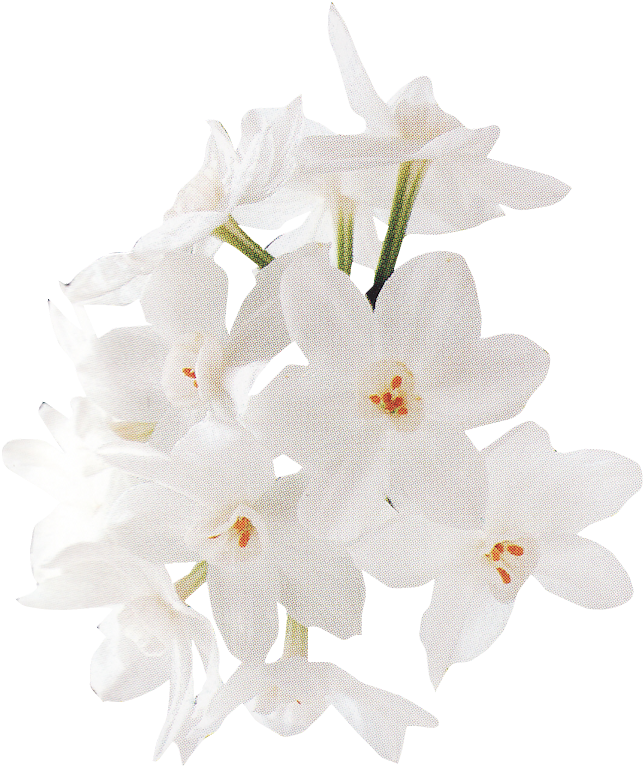 White Rose Png - Rose (715x913), Png Download