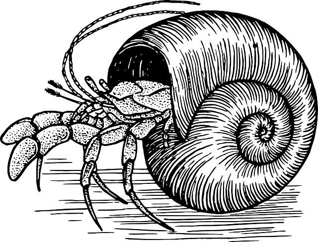 Crabs Clipart Seashell - 3drose Dpp 174478 3 Image Of Hermit Crab On Wicker (640x487), Png Download