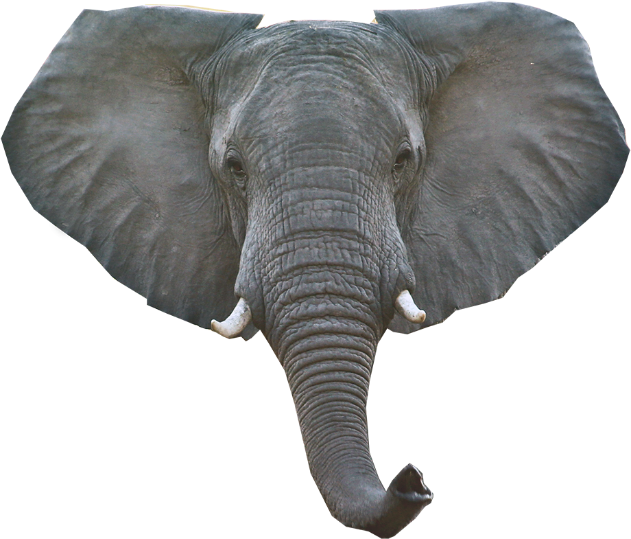 Elephant Png Download Image - Elephant Head Pictures Png (956x839), Png Download