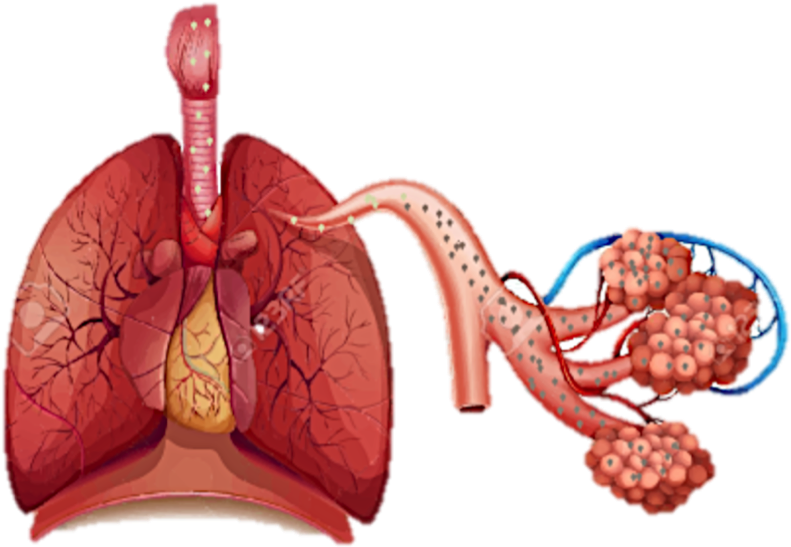 Habibah - Disease Of Organ System (865x583), Png Download