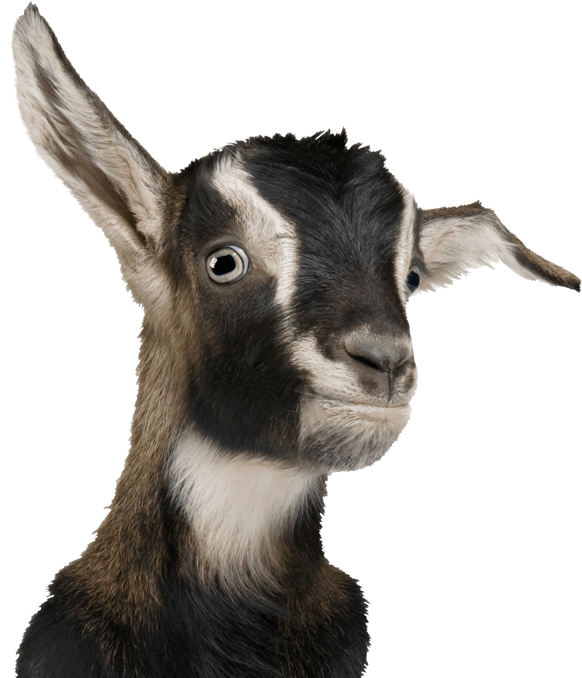 Previous - Next - Organic Livestock (2086x2232), Png Download