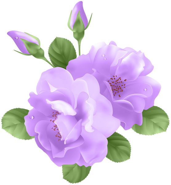 Png Free Library Image Purple Rose Png Animal - Purple Rose Clipart (556x600), Png Download