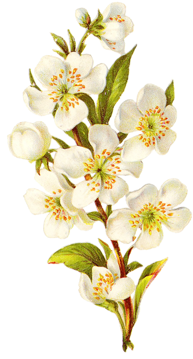 I - White Flower Vintage Png (400x733), Png Download
