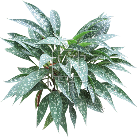 Parent Category - Pulmonaria (450x450), Png Download