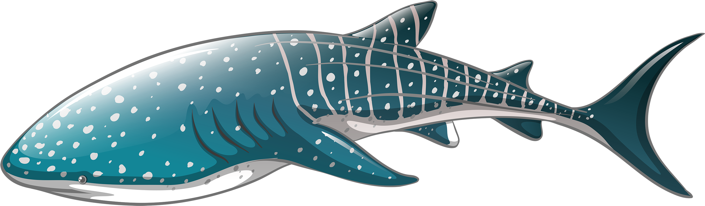 Png Freeuse Library Whale Png Best Web - Whale Shark Vector (3000x1077), Png Download
