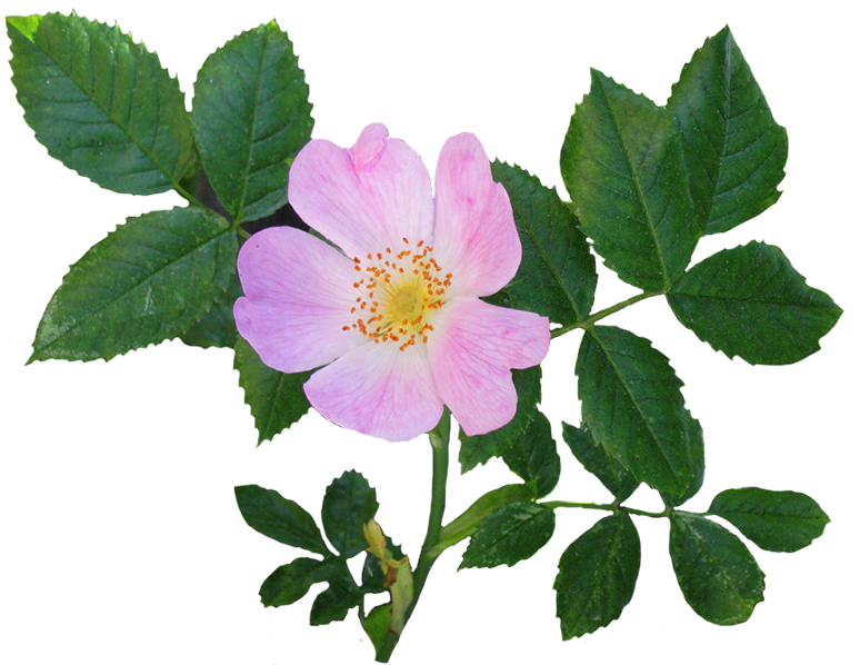 Rose Clipart - Dog Rose Flower (886x656), Png Download