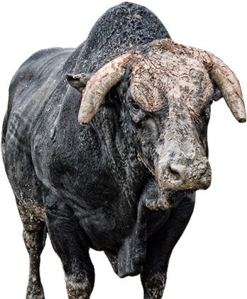 Air Jack - Professional Bull Riders (391x421), Png Download