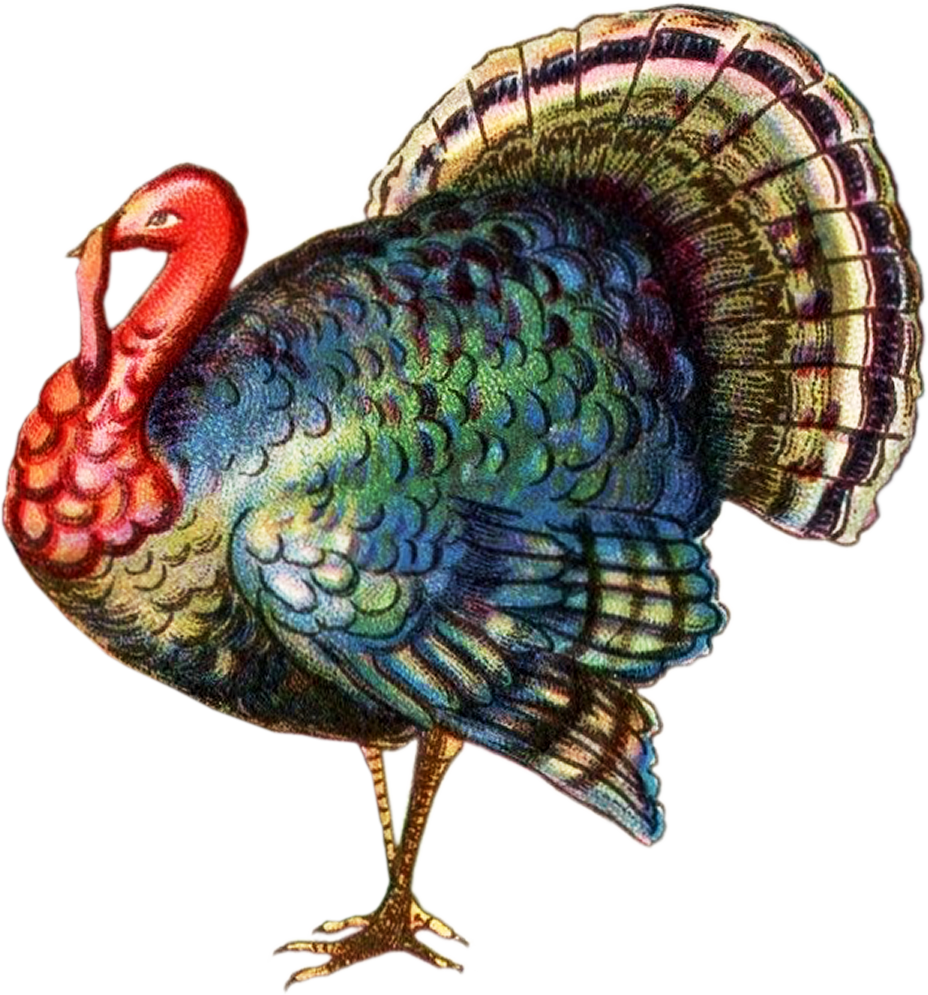 Tom Turkey Thanksgiviing Clipart Banner Royalty Free - Turkey Transparent Background (928x995), Png Download