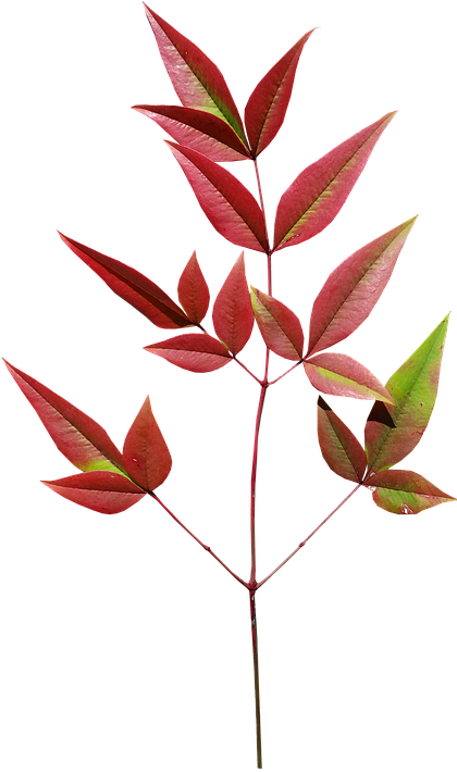 Leaves, Bamboo, Autumn, Plant - Autumn (419x720), Png Download