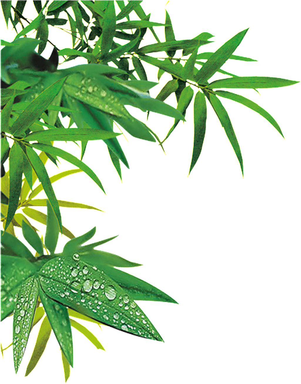 This Product Design Is Bamboo About Bamboo,bamboo With - Bamboo Leaf Png (1024x1682), Png Download