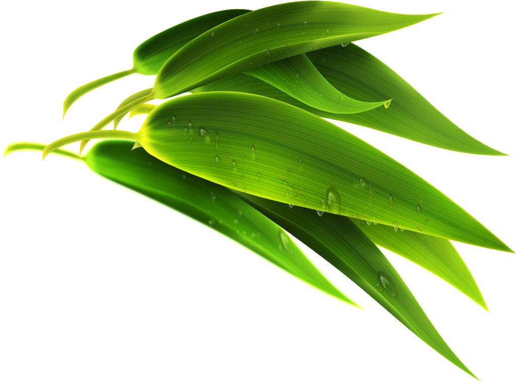 Green Bamboo Leaf Transparent - Bamboo Leaf Png (1024x761), Png Download