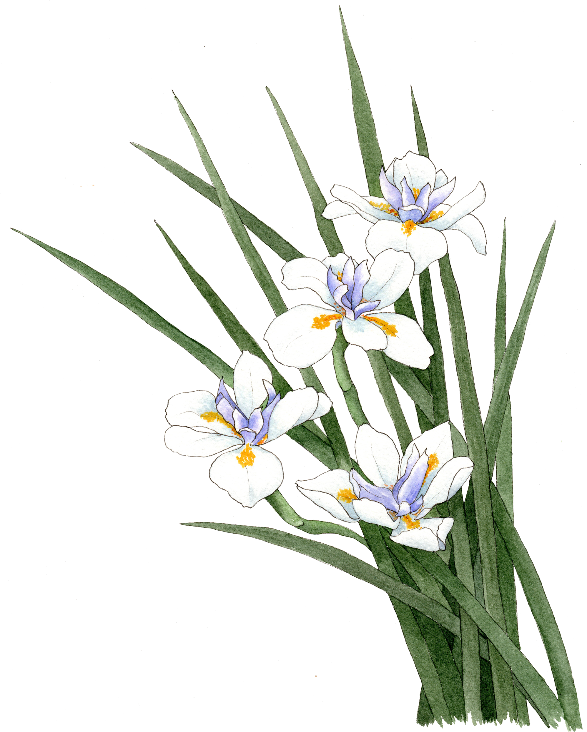 Fortnight Lily - Dietes Iridoide Png (2000x2503), Png Download