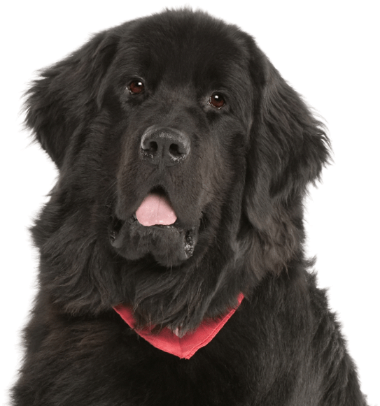 Search - 100 Pics Dog Breeds 12 (565x585), Png Download