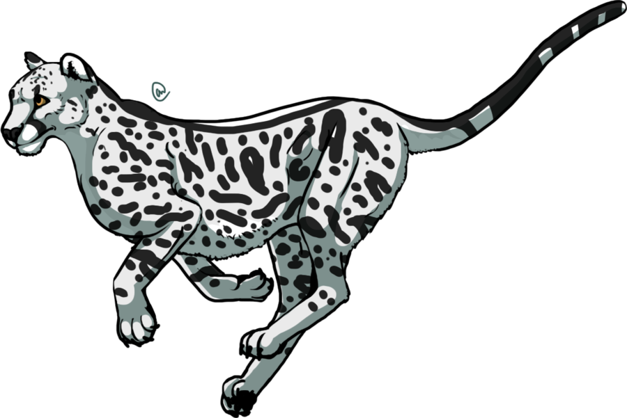 Clip Arts Related To - Cheetah Cartoon Black And White (900x601), Png Download