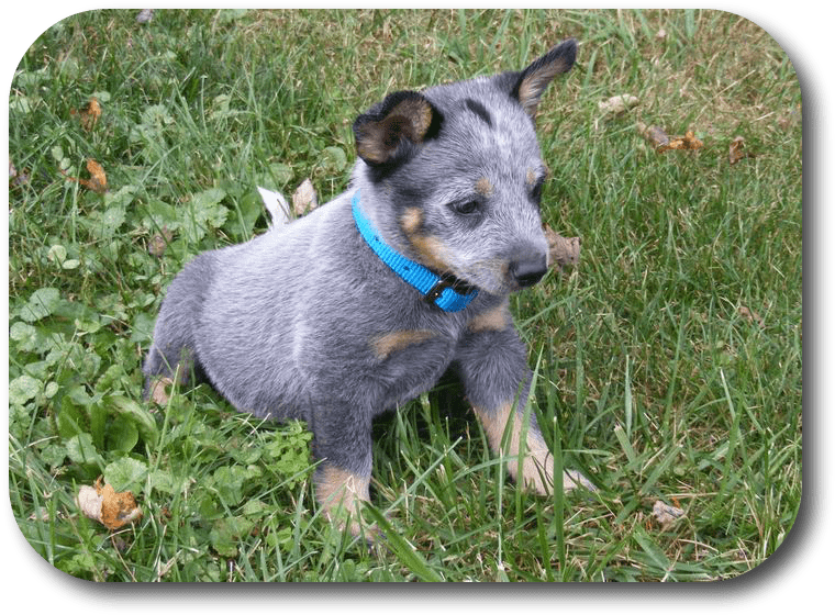 Why Is My Puppy Pooping So Much - Dog (766x566), Png Download