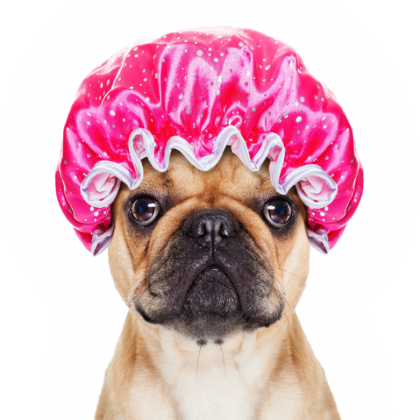 Dog - Dog Grooming (600x600), Png Download