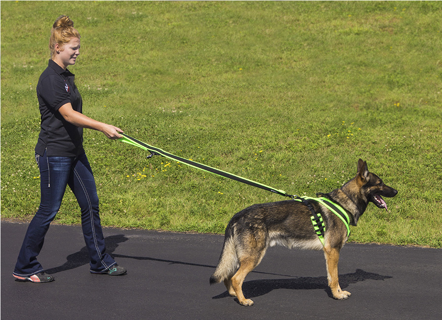 Eezwalker Built-in Poop Bag Dog Leash - Dog (900x900), Png Download
