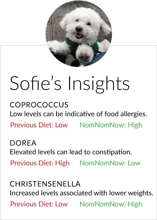 Review The Results And Implement In Your Pet's Plan - Implementation (531x728), Png Download