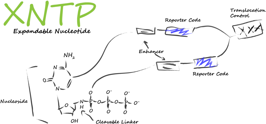 Xntp Low Border - Portable Network Graphics (1000x488), Png Download