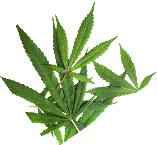 About Jar Co - Marijuana Miracles: Real Life Stories About The Healing (535x494), Png Download