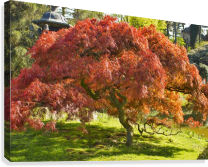 Red Maple Canvas Print - Maple (429x344), Png Download