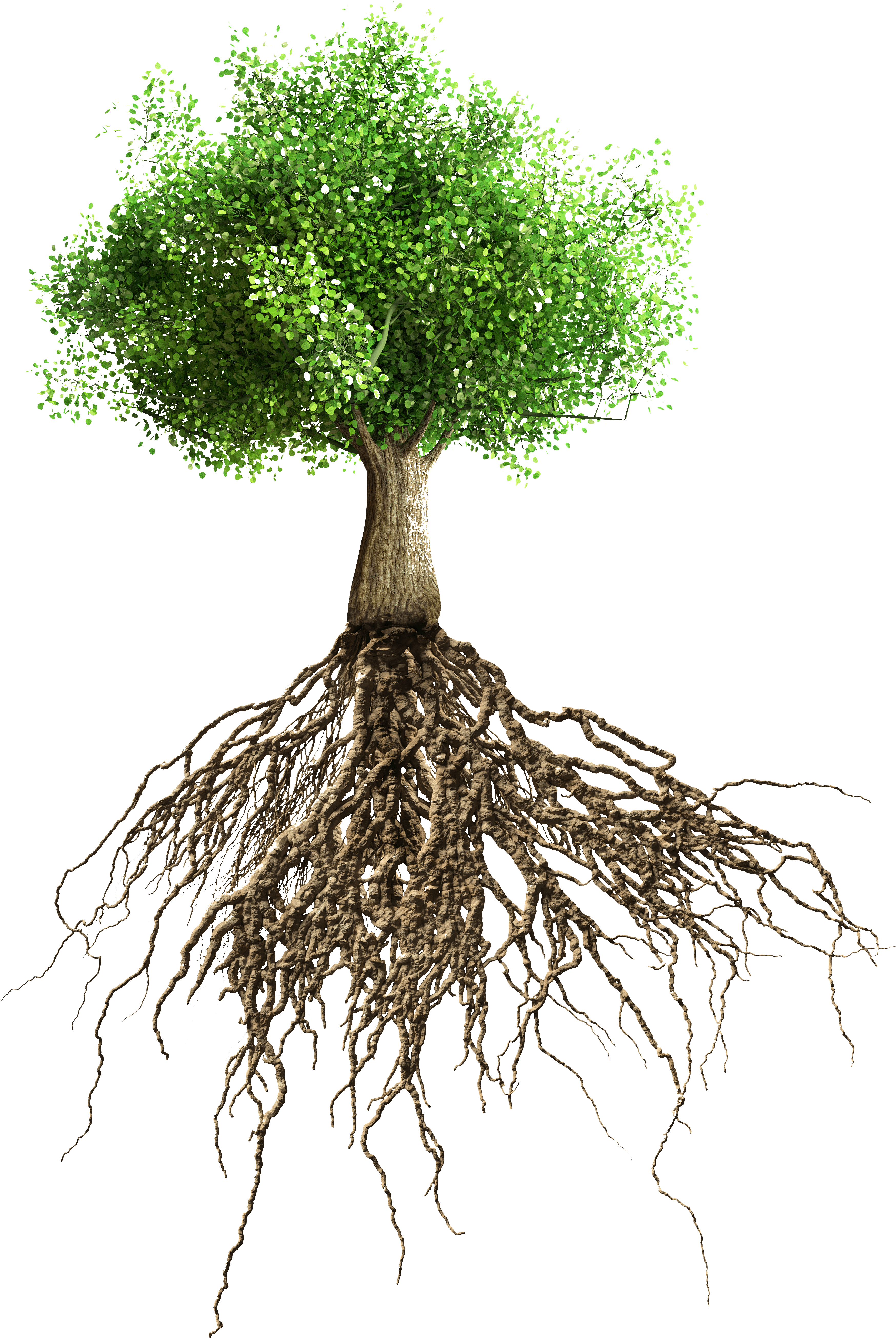 Tree - Raices Del Arbol De Mango (3495x5217), Png Download