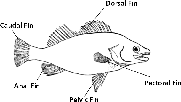 A Drawing Naming The Different Fins Of A Fish, Including - Fish Clip Art (657x375), Png Download
