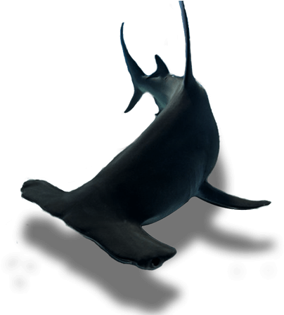 The Tiburon Story - Shark (900x448), Png Download