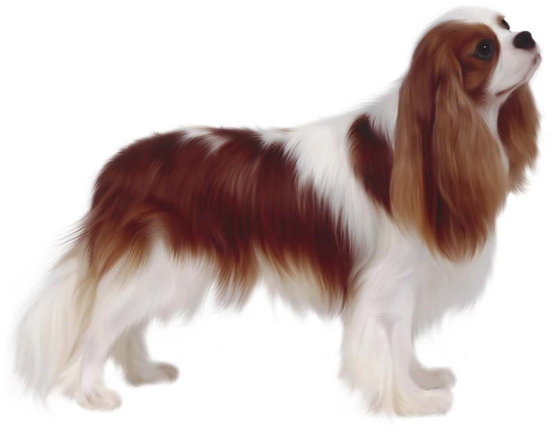 Cavalier King Charles Breed Cut (800x632), Png Download