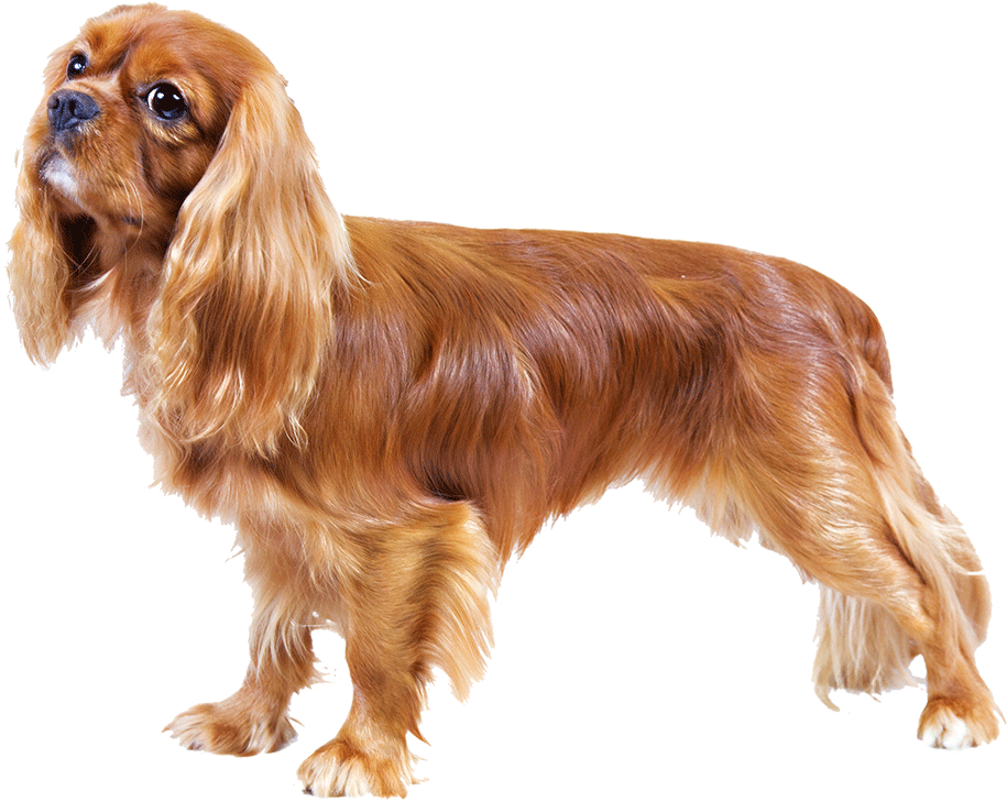 Cavalier King Charles Spaniel - Reflective Dog Lead And Harness (500x333), Png Download