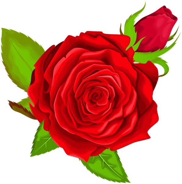 Red Rose Decorative Png Clip Art Image - Portable Network Graphics (596x600), Png Download