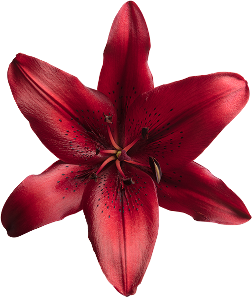 Orange Lily (600x600), Png Download